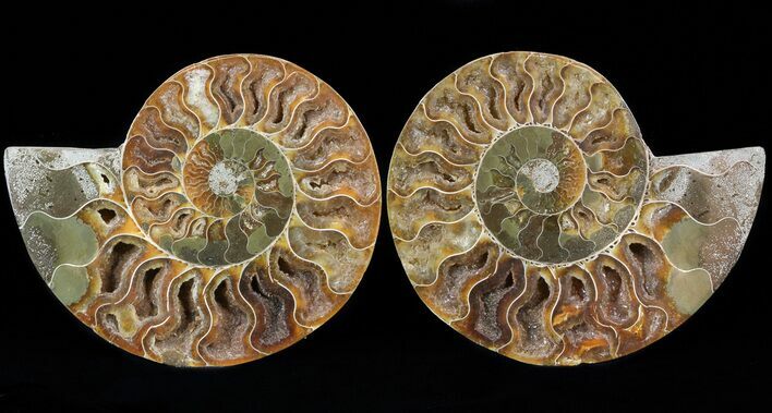 Cut/Polished Ammonite Pair - Agatized #29721